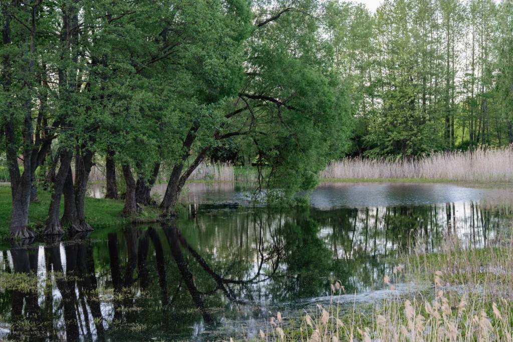 Пруд в парке около усадьбы Костюшко в Коссово, Беларусь