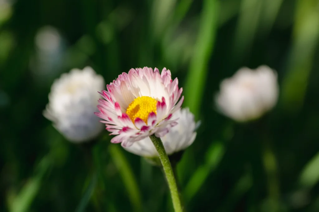 Цветок маргаритка