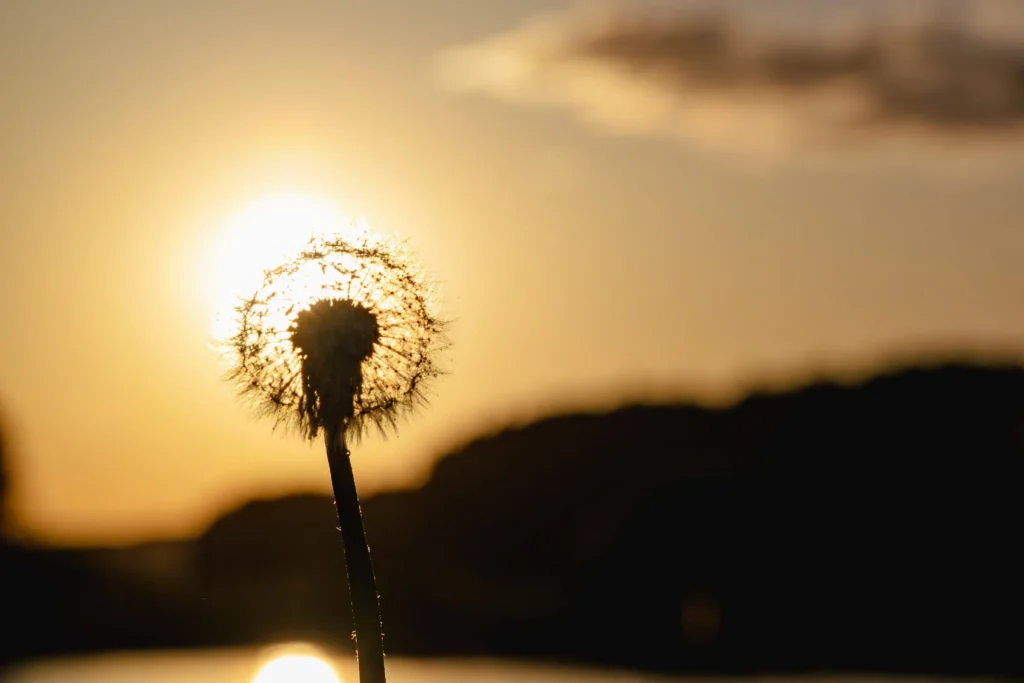 Одуванчик на закате перед солнцем