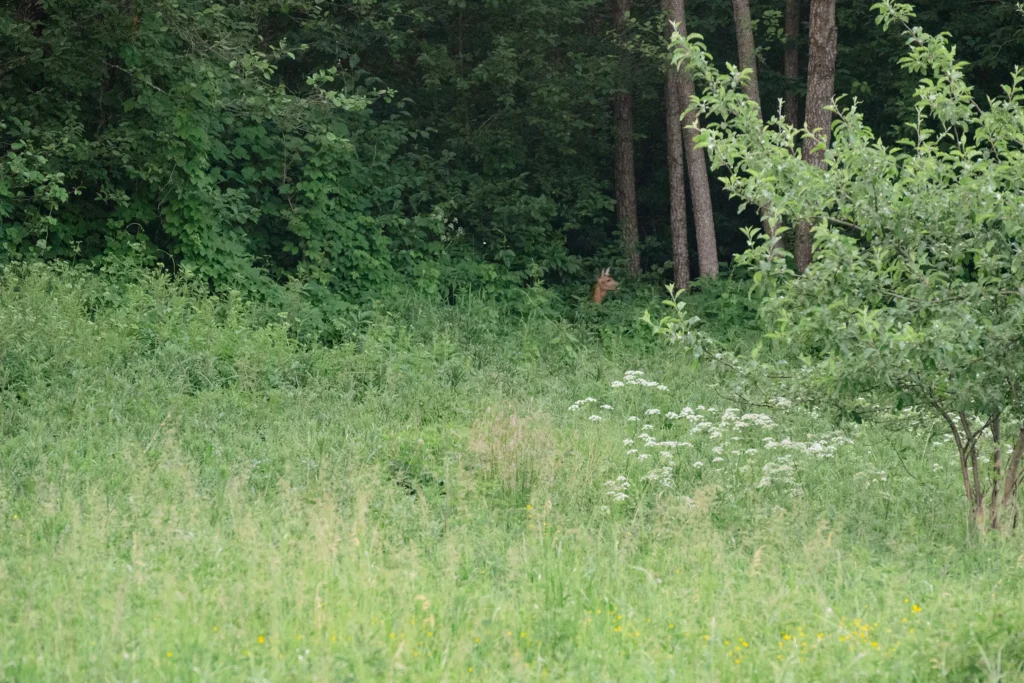Природа вокруг костела Божьего Тела в Богушевичах, Беларусь
