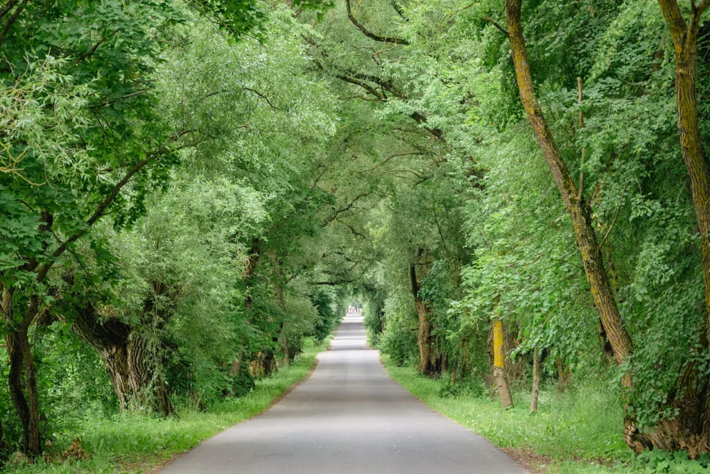 Аллея в Дукоре, Беларусь