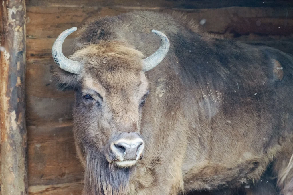 Зубр в зоосаде в "Дукорском маёнтке", Дукора, Беларусь