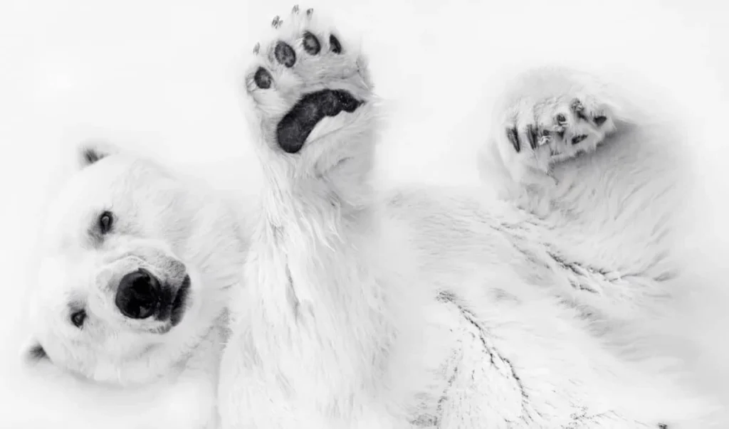 Финалист фотоконкурса Siena Creative Photo Awards 2024